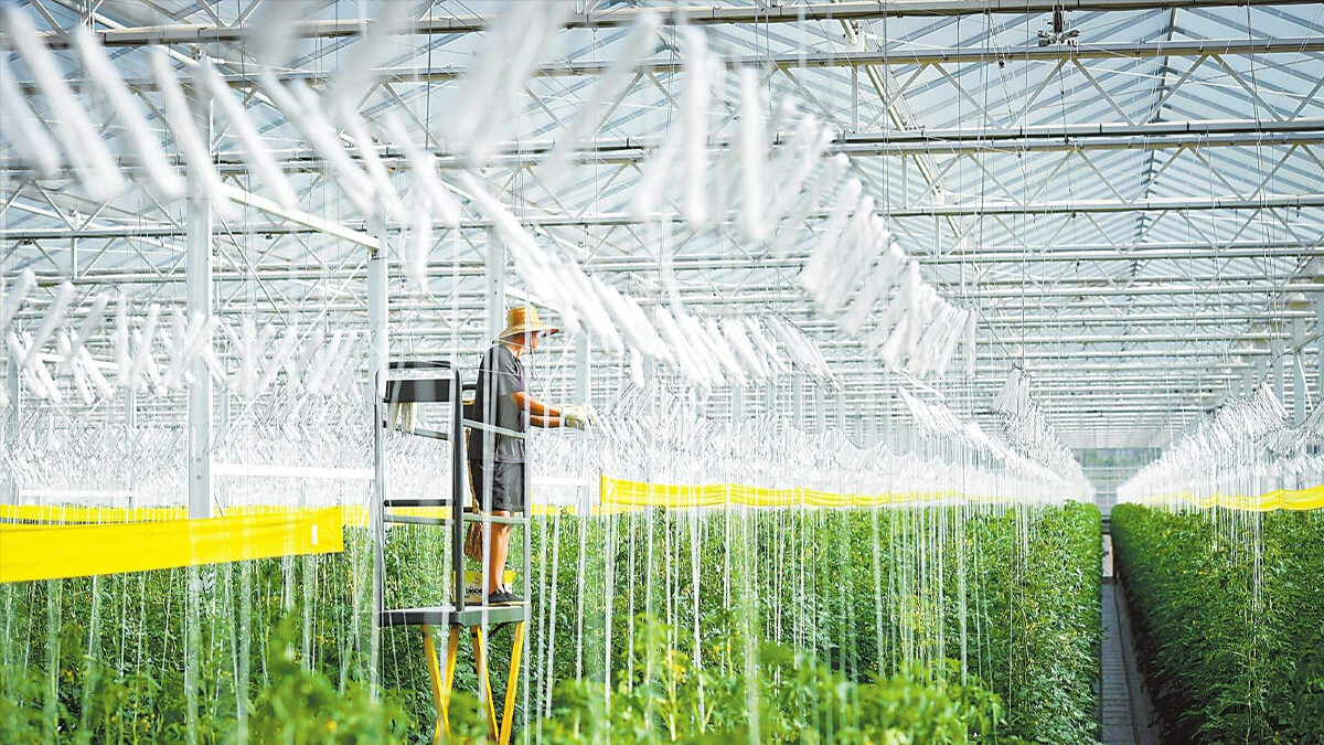 温室大棚 “七十二变”：深度分类指南