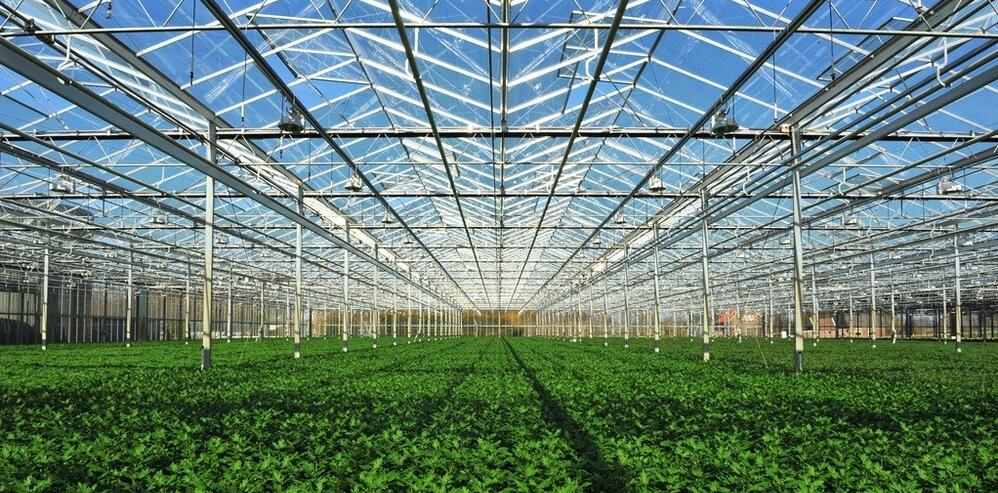 《暖阳倾洒，“金” 满大棚 —— 日光温室大棚收益探秘》