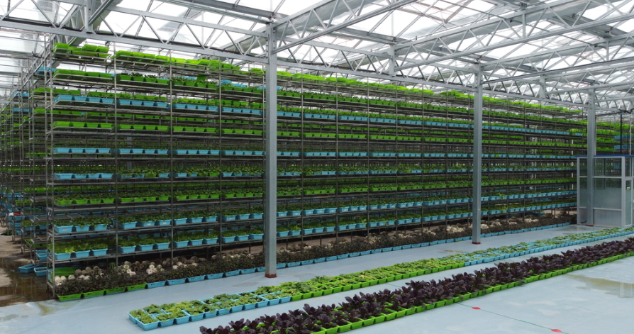 连栋大棚减药技术