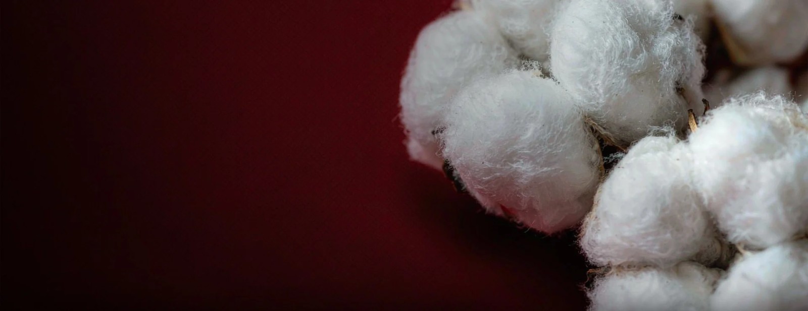 全棉网®｜棉纺产业数据与专业服务平台