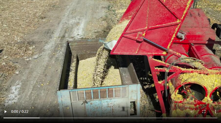 葫芦打瓜机收获作业效果