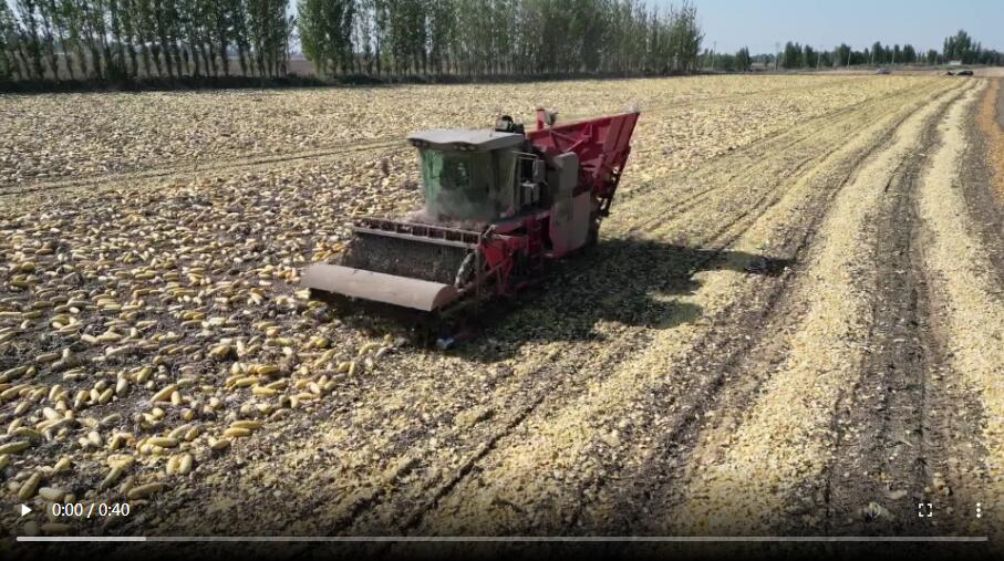 葫芦打瓜机收获作业