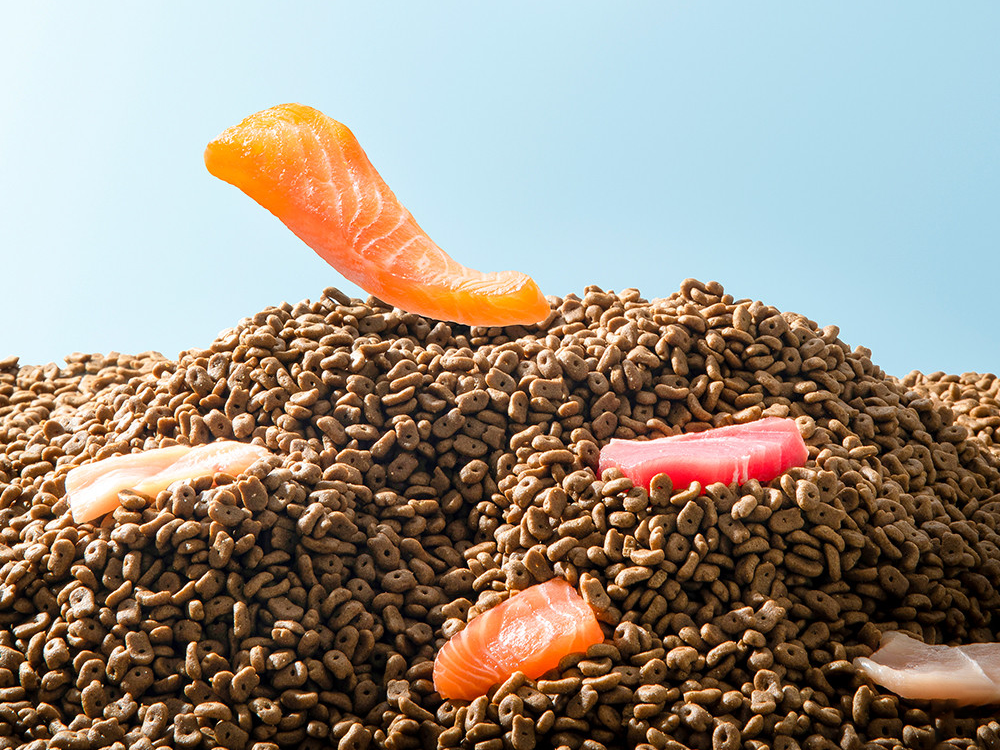 中国宠物产品出口行业：挑战与未来前景