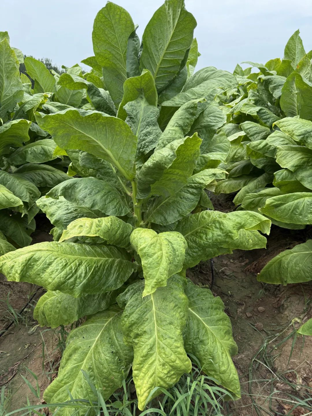 640?wx_fmt=jpeg&from=appmsg 640?wx_fmt=jpeg&from=appmsg