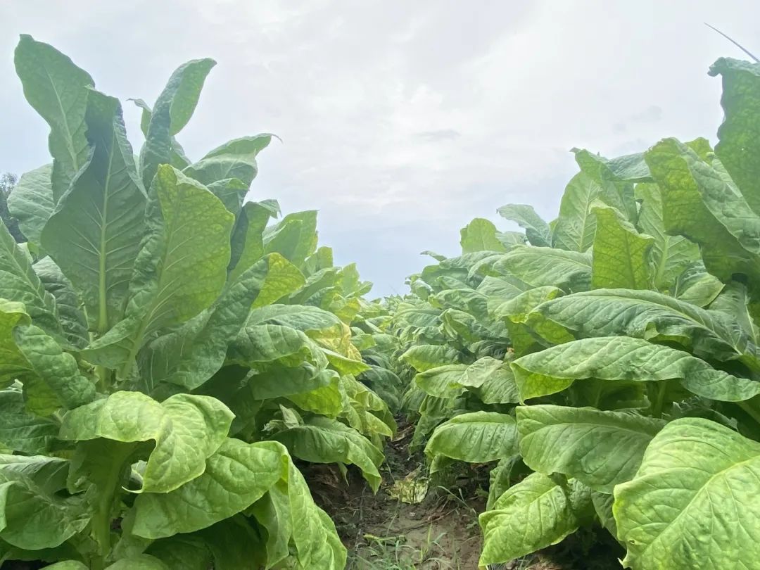 640?wx_fmt=jpeg&from=appmsg 640?wx_fmt=jpeg&from=appmsg