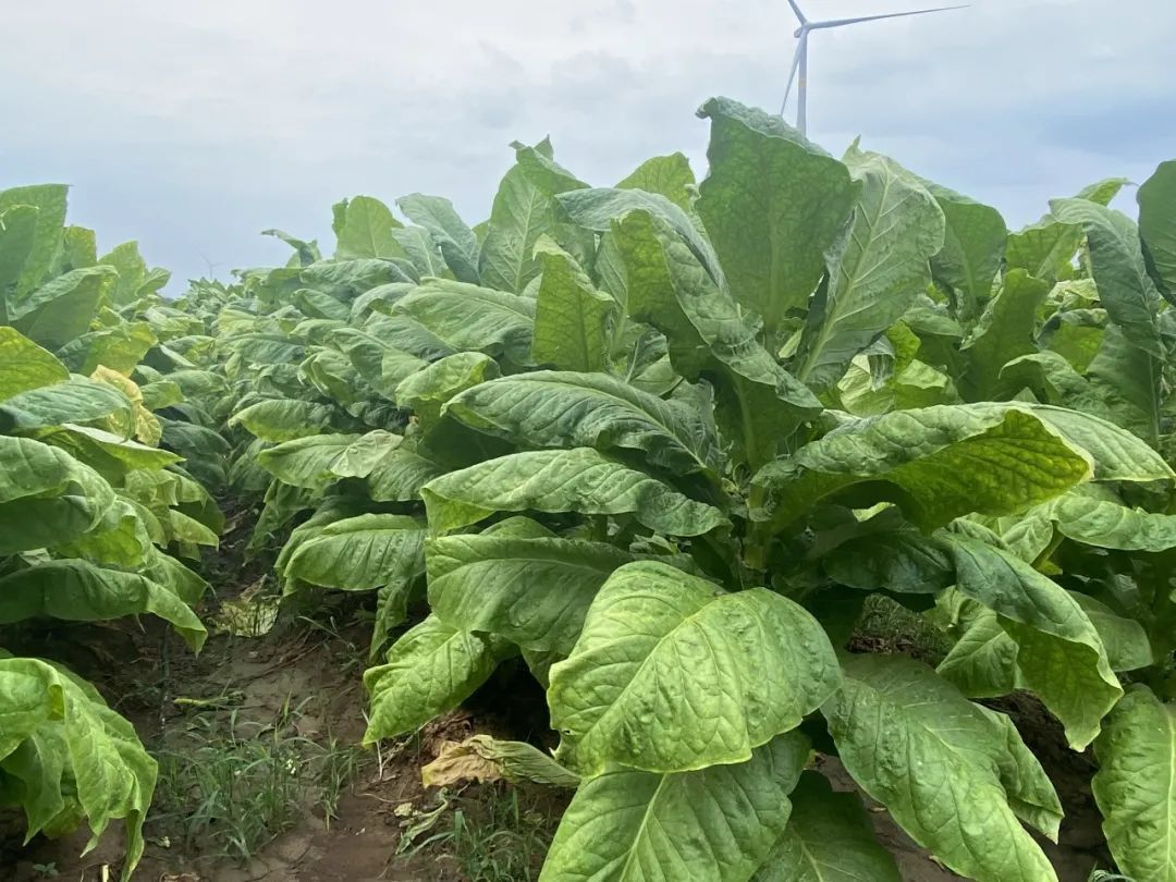 640?wx_fmt=jpeg&from=appmsg 640?wx_fmt=jpeg&from=appmsg