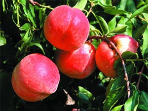 用本公司生产的尿素，桃子的长势