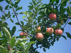 烟台栖霞多肽苹果试验田