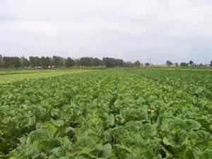 即将丰收的白菜地