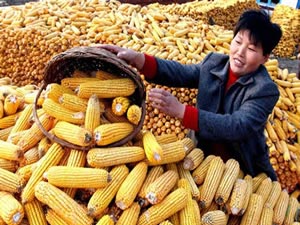 今年又是个丰收年