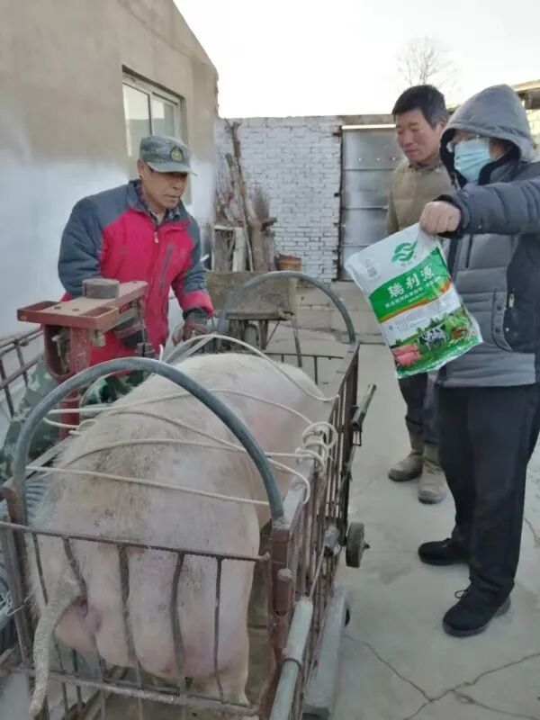 每头猪增产近两千元！瑞利源饲料添加剂竟有这么多优点