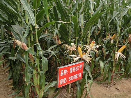 德利農(nóng)7號