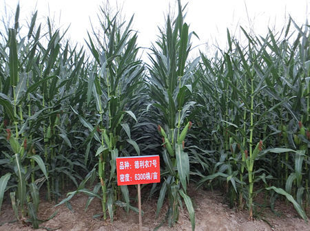 德利農(nóng)7號