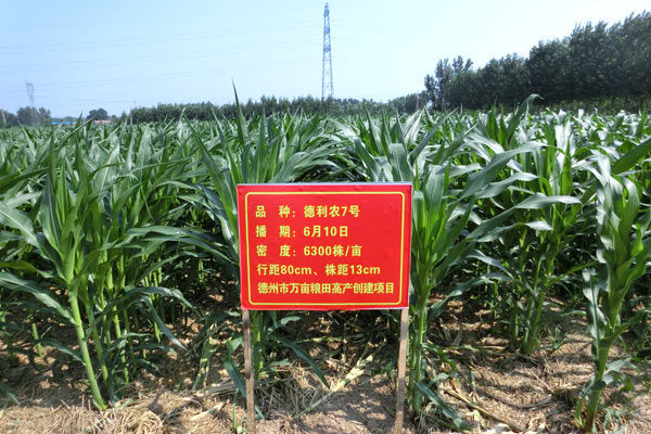 德利農(nóng)7號