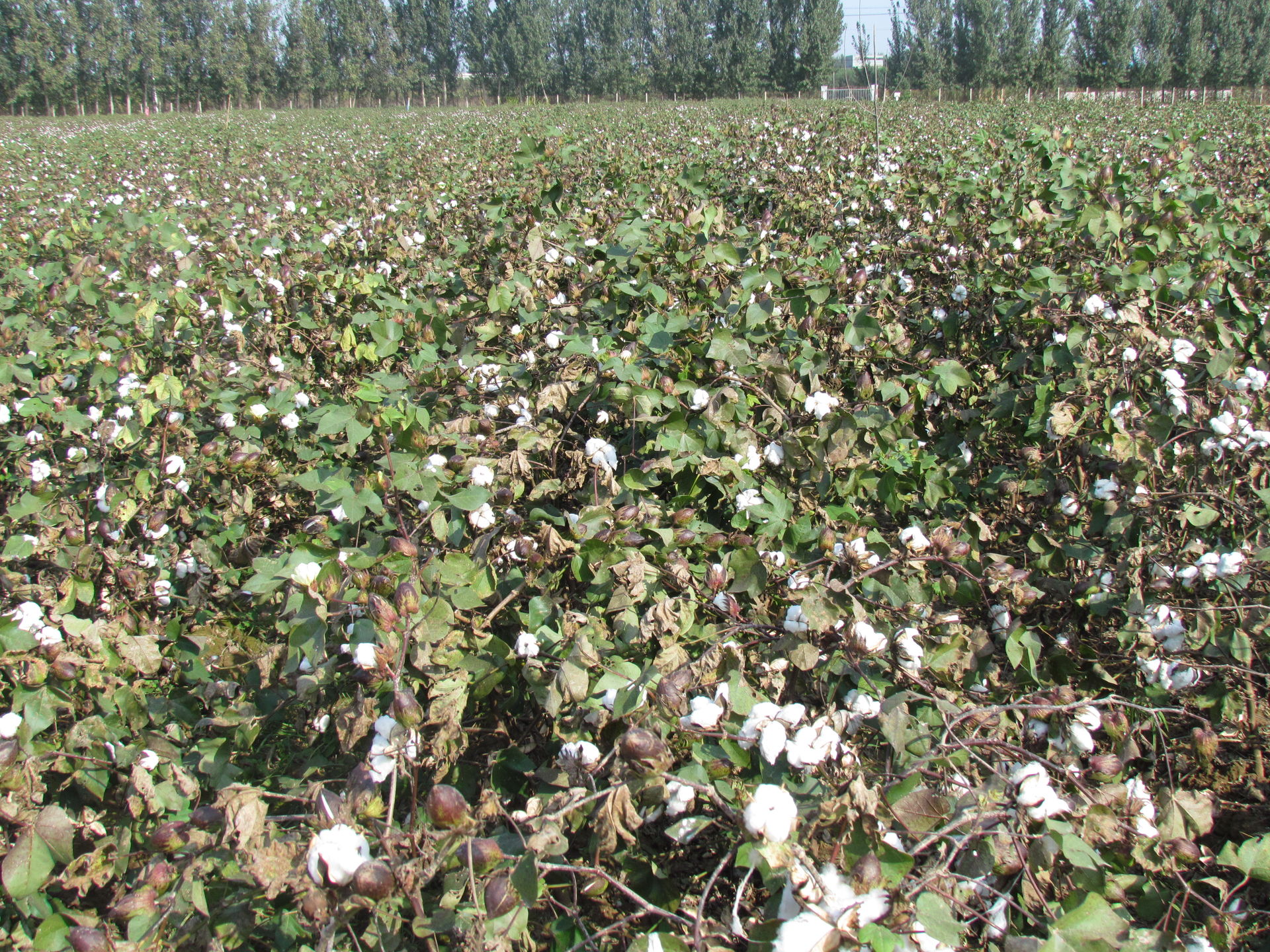 德利農(nóng)12號(hào)