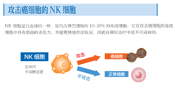 NK细胞