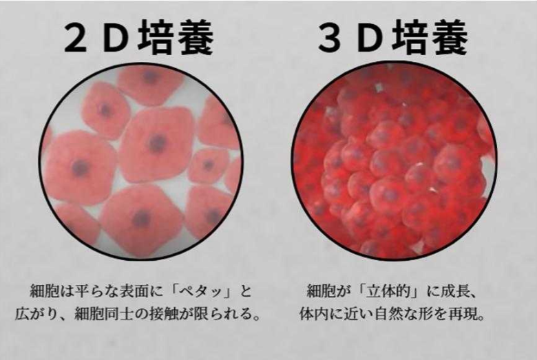 2D和3D培养
