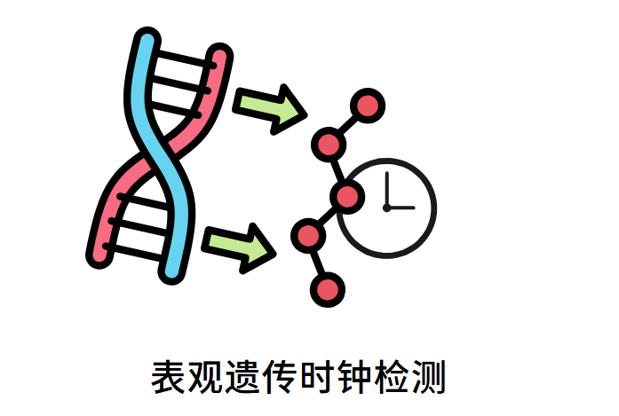 表观遗传时钟检测
