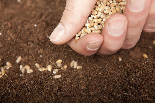 有机小麦种植技术如何提升产量与品质?专家深度解析 有机小麦种植技术如何提升产量与品质?专家深度解析