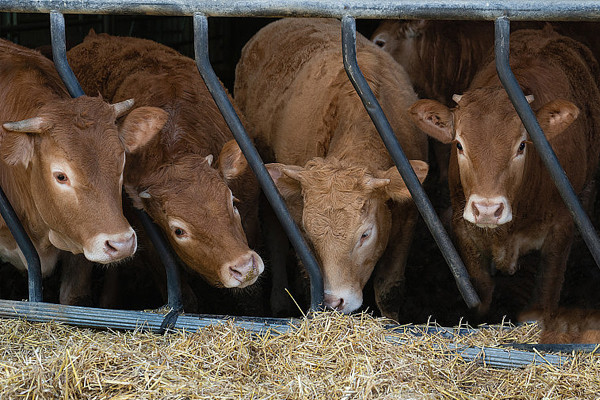 科技赋能,精准定位:特色肉牛产业开辟南北市场新格局 科技赋能,精准定位:特色肉牛产业开辟南北市场新格局