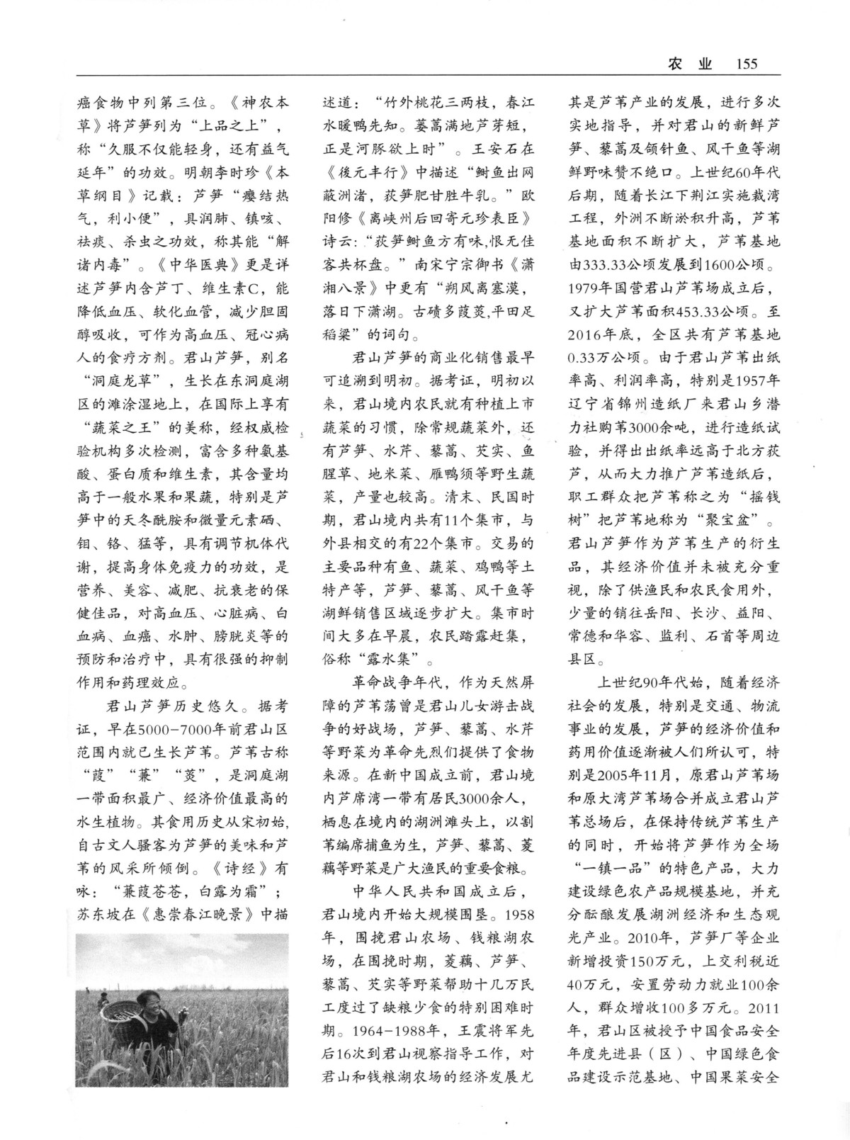 君山芦笋年鉴2