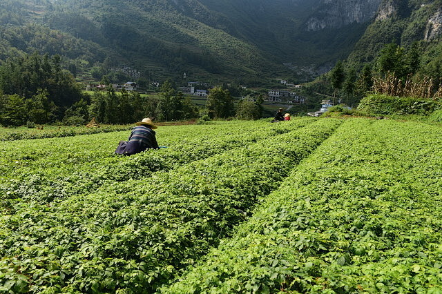 800-ha GAP-Certified Plantation Base