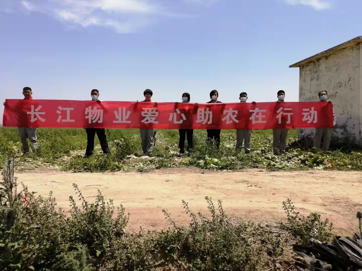 爱心团购巧解燃眉之急 长江物业帮助菜农销售3000个滞销生菜球