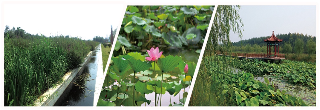 Ecological purification of non-powered domestic sewage using constructed wetlands