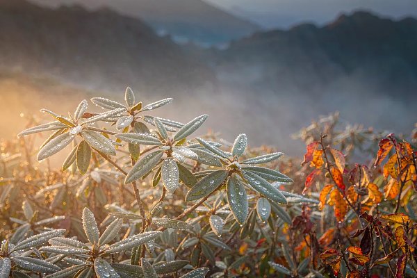 寒露后嗓子干、手脚凉？ 分清凉燥和温燥，灵芝孢子粉这样吃更稳