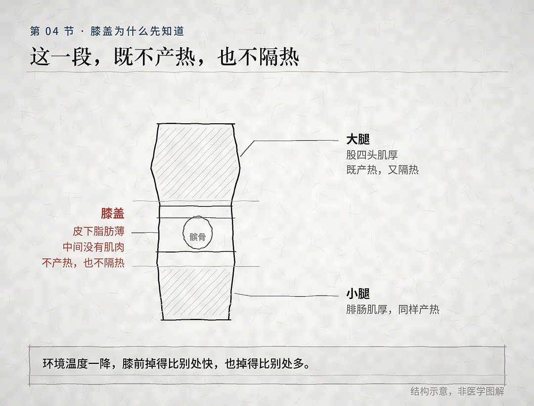 03_腿上唯一不产热的一段 霜降后关节怕凉、老寒腿犯了?灵芝孢子粉能不能吃,先看这一点