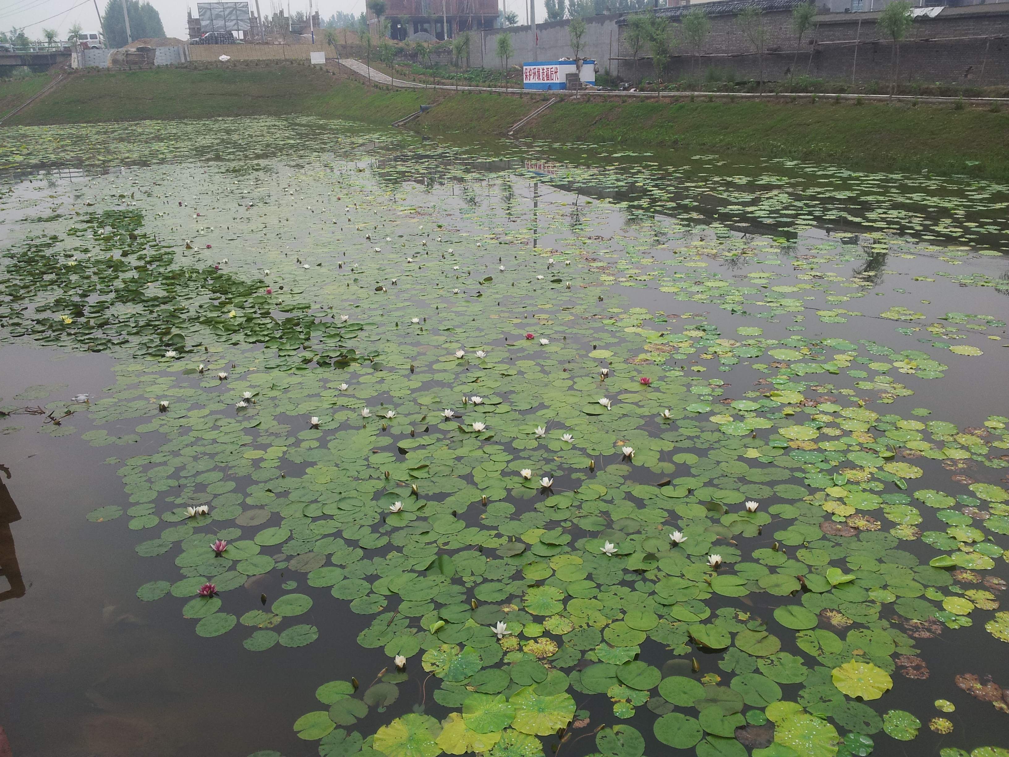 山东临沂无动力人工湿地净化工程