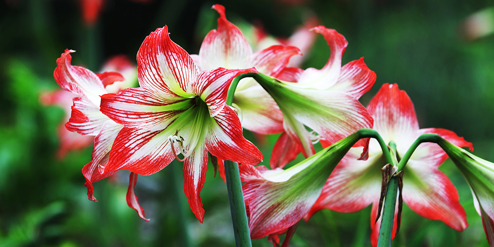 北京首例花木数据资产入表案例发布，推动花卉产业数智化转型